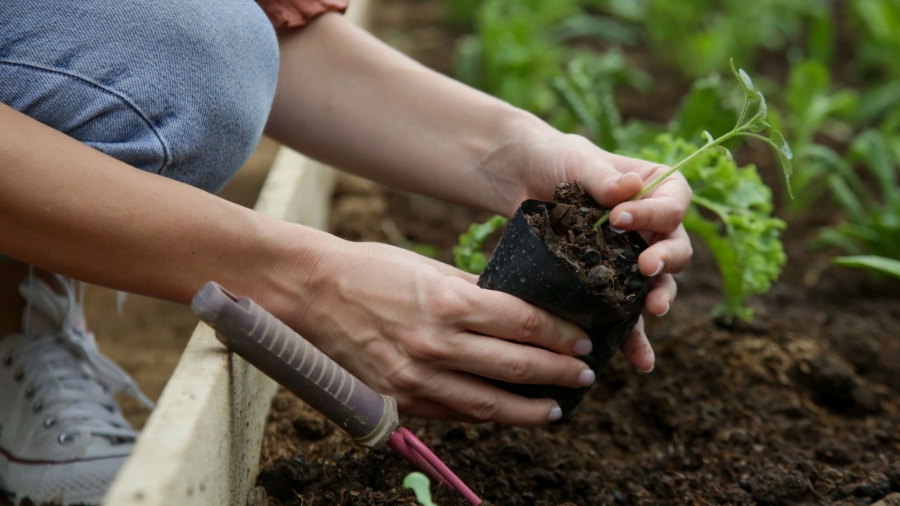 Ủ phân compost là Ủ phân compost hiếu khí là gì? Cách làm và ưu điểm nổi bậtgì? Phân biệt, quy trình và ứng dụng thực tế