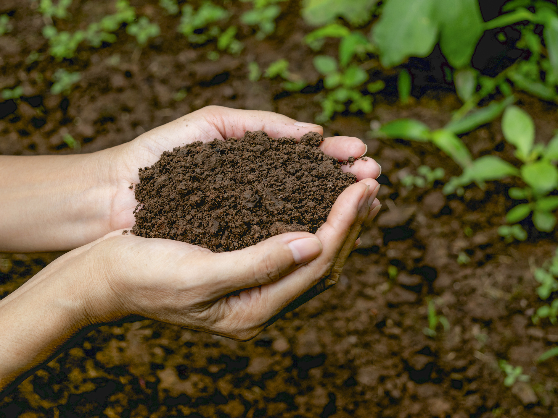 Phân vi sinh là gì? Công dụng, phân loại và cách sử dụng hiệu quả