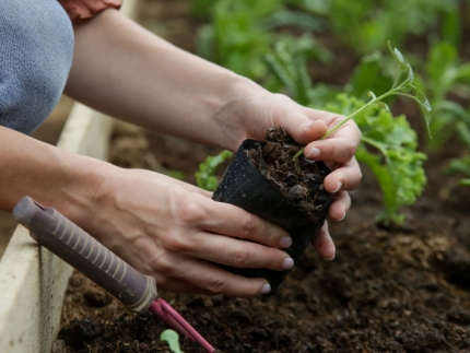 Ủ phân compost là gì? Phân biệt, quy trình và ứng dụng thực tế