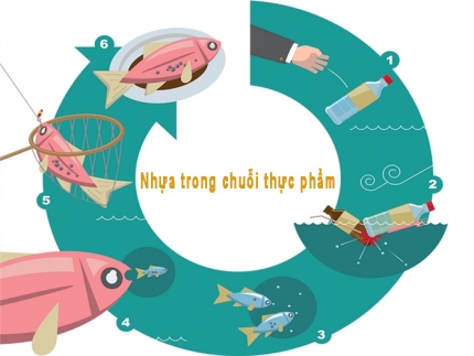 Nhựa trong thực phẩm: Từ hộp cơm đến bụng cá